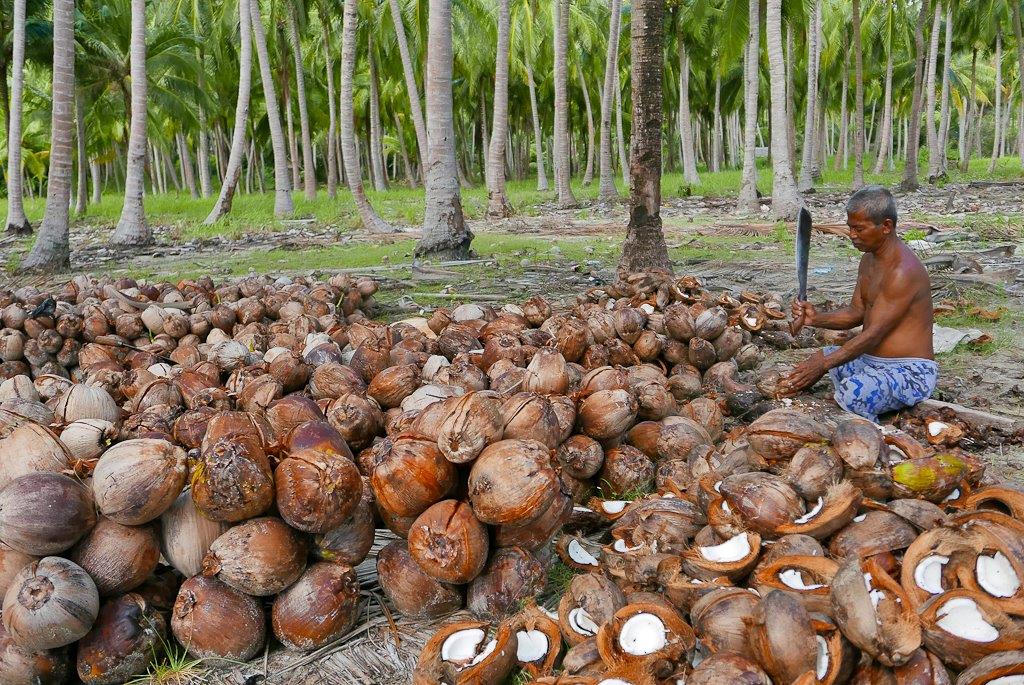 Ouverture des noix de coco à la machette