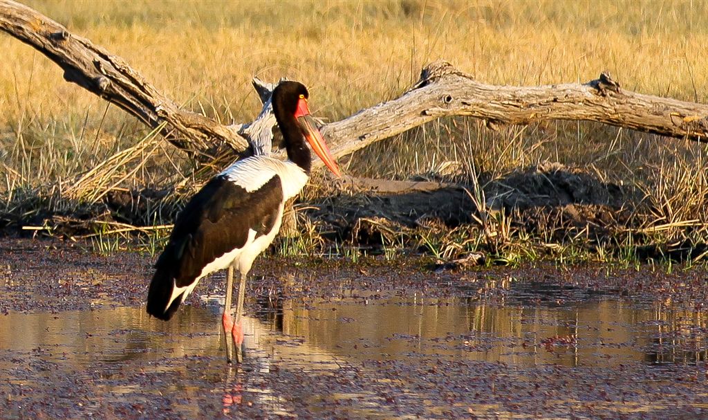 Saddlebilled Stork