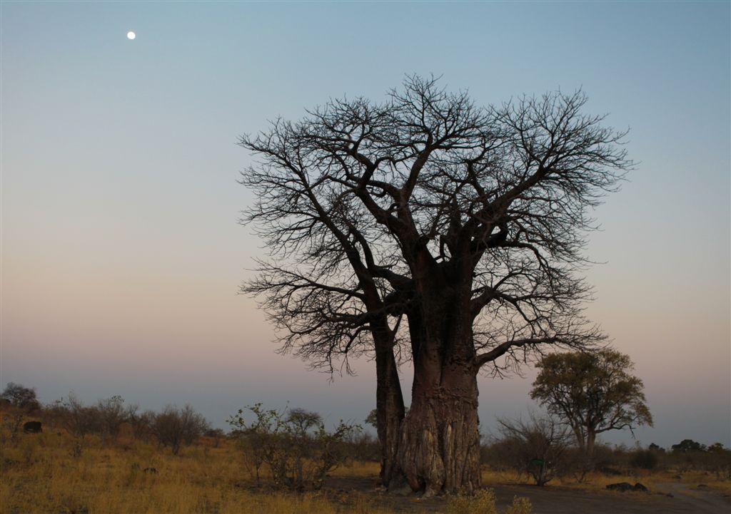 Baobab millénaire