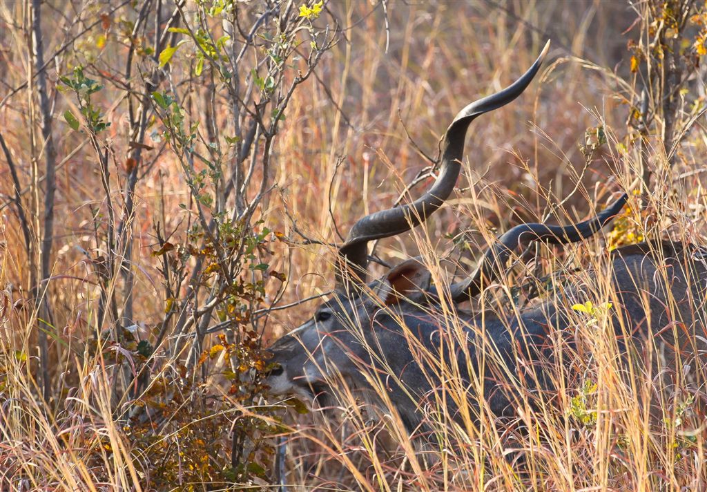 Kudu