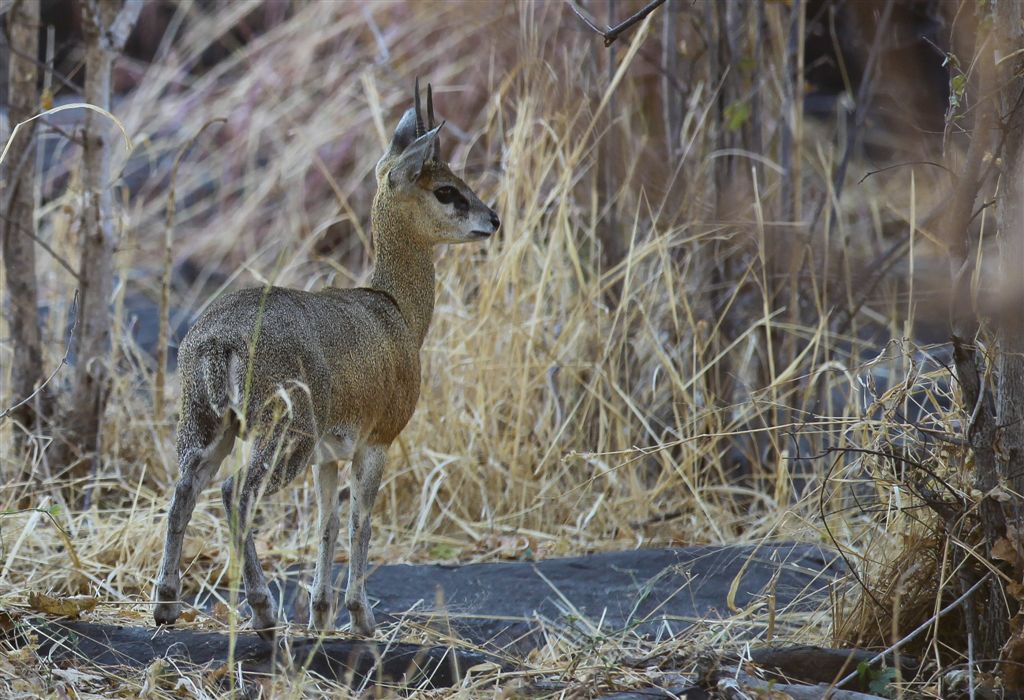 Dik-dik, la plus petite des antilopes