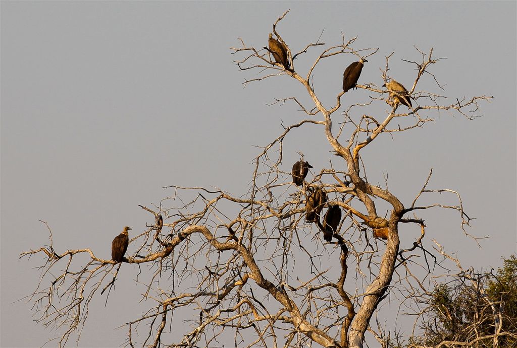 Groupe de vautours, attendant certainement la fin d'un festin de lion