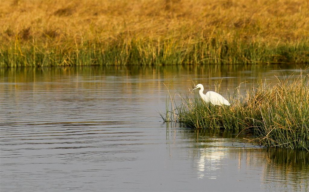 Aigrette