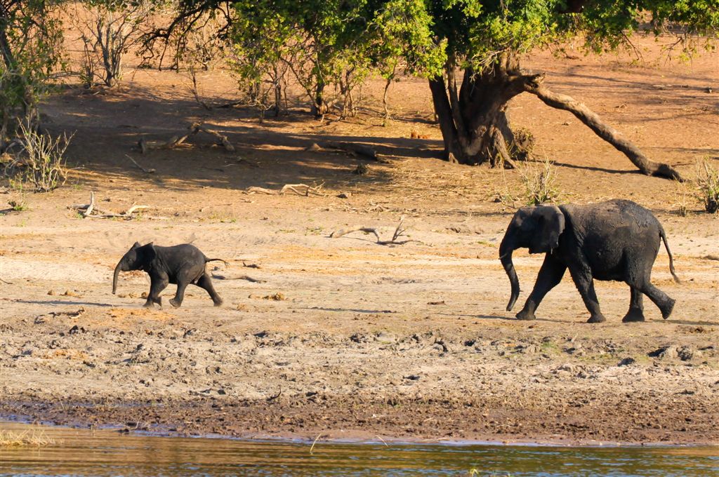 Eléphant et son petit