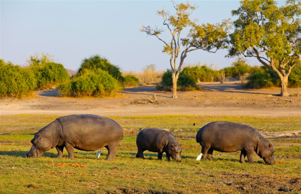 Famille d'hippopotames