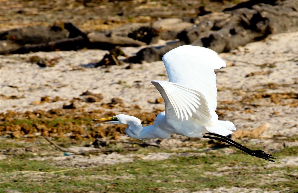 Aigrette en vol