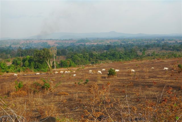 En route vers les Cardamomes
