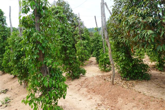 Entre Kampot et Kep