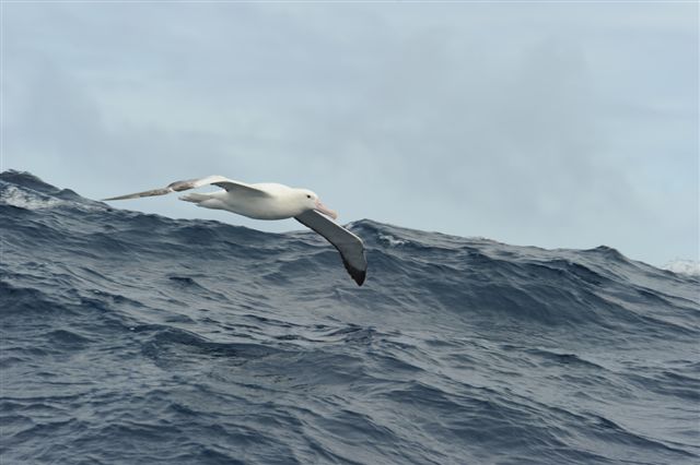 albatros