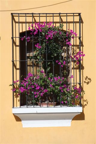 Plaza de Armas et Jacarandas en fleurs - Antigua, joyau colonial