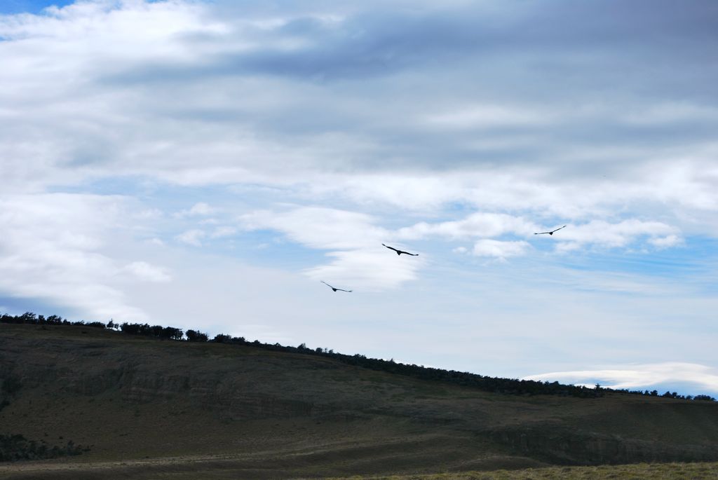 Majestueusement escortés par trois condors, nous quittons la Patagonie chilienne