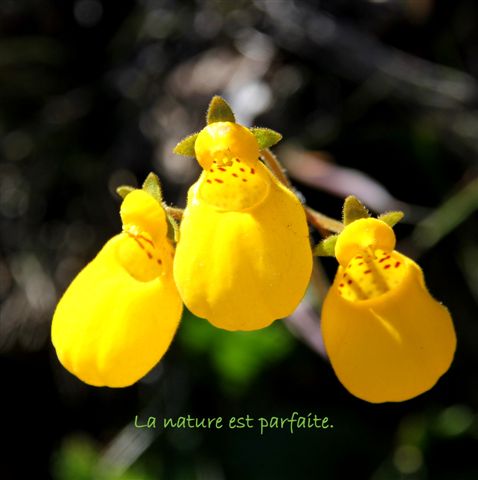 Ascension de l'antécime de Lindero Magallanes (1400 m)