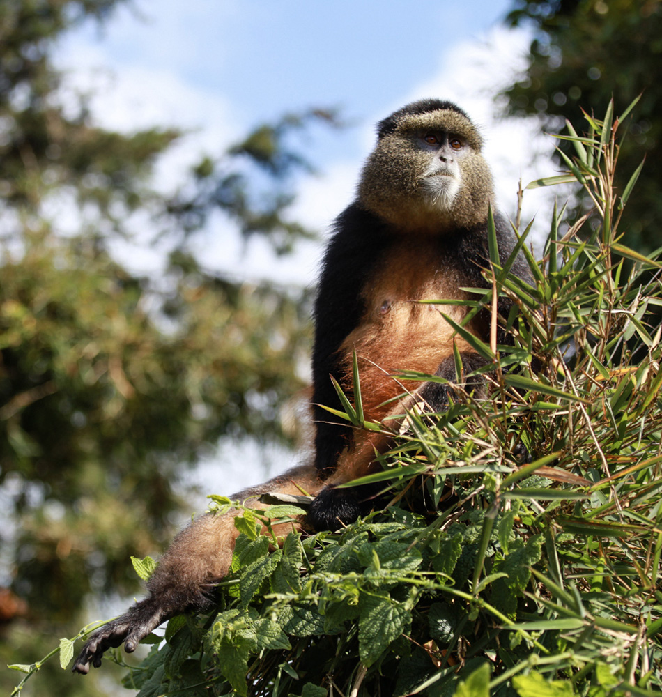 Singe doré, Parc national des Volcans - Rwanda