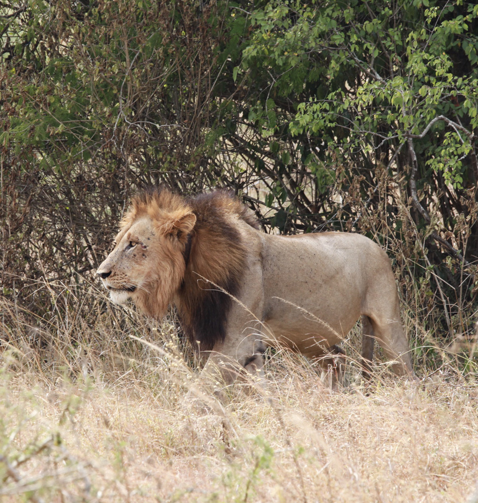 Lion, Parc National de l'Akagera