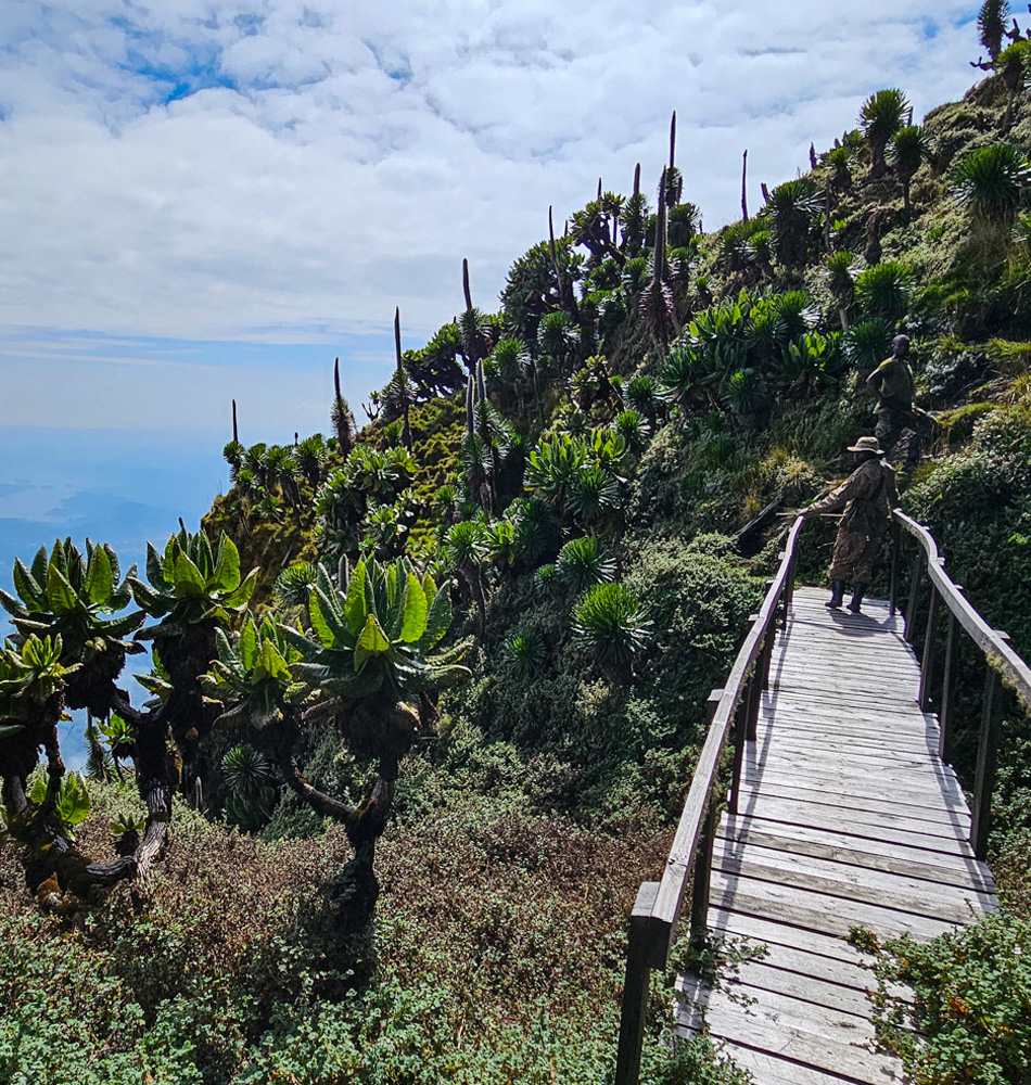 Ascension du volcan Muhavura (4127 m), chaîne des Virunga  - Ouganda