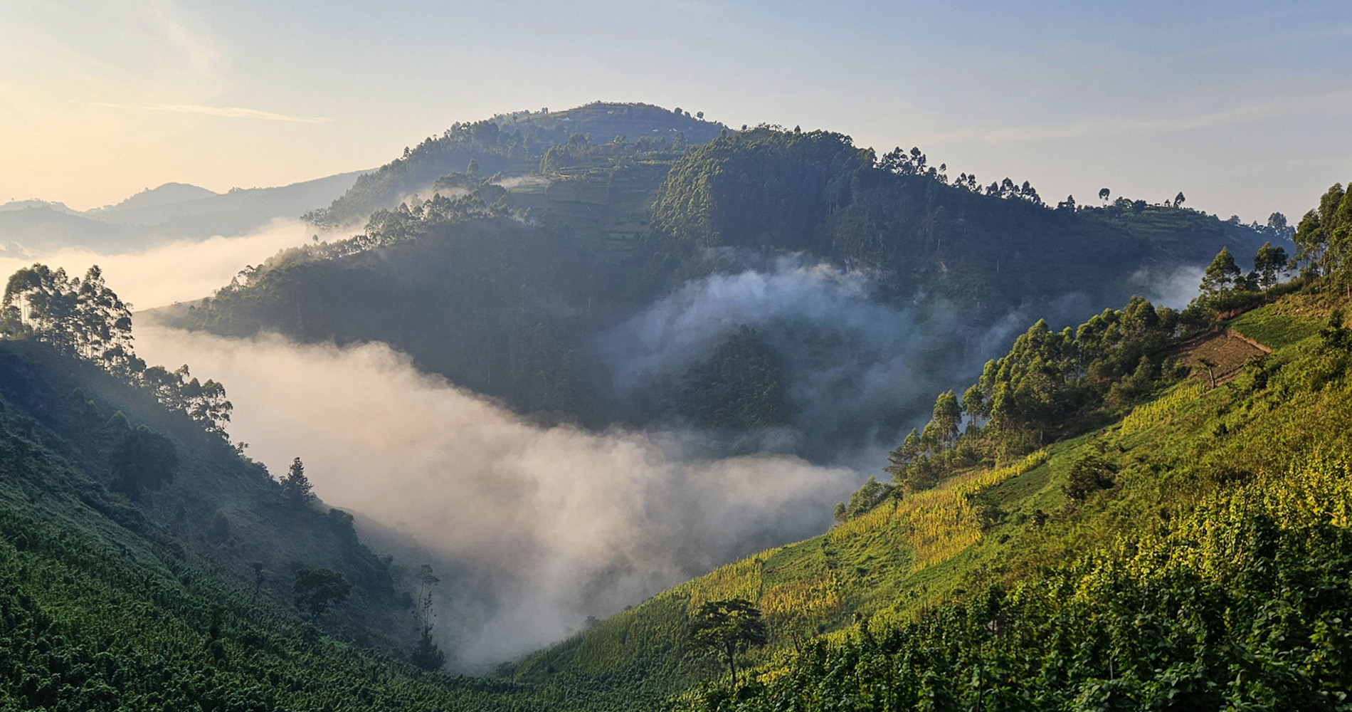 Forêt de Bwindi