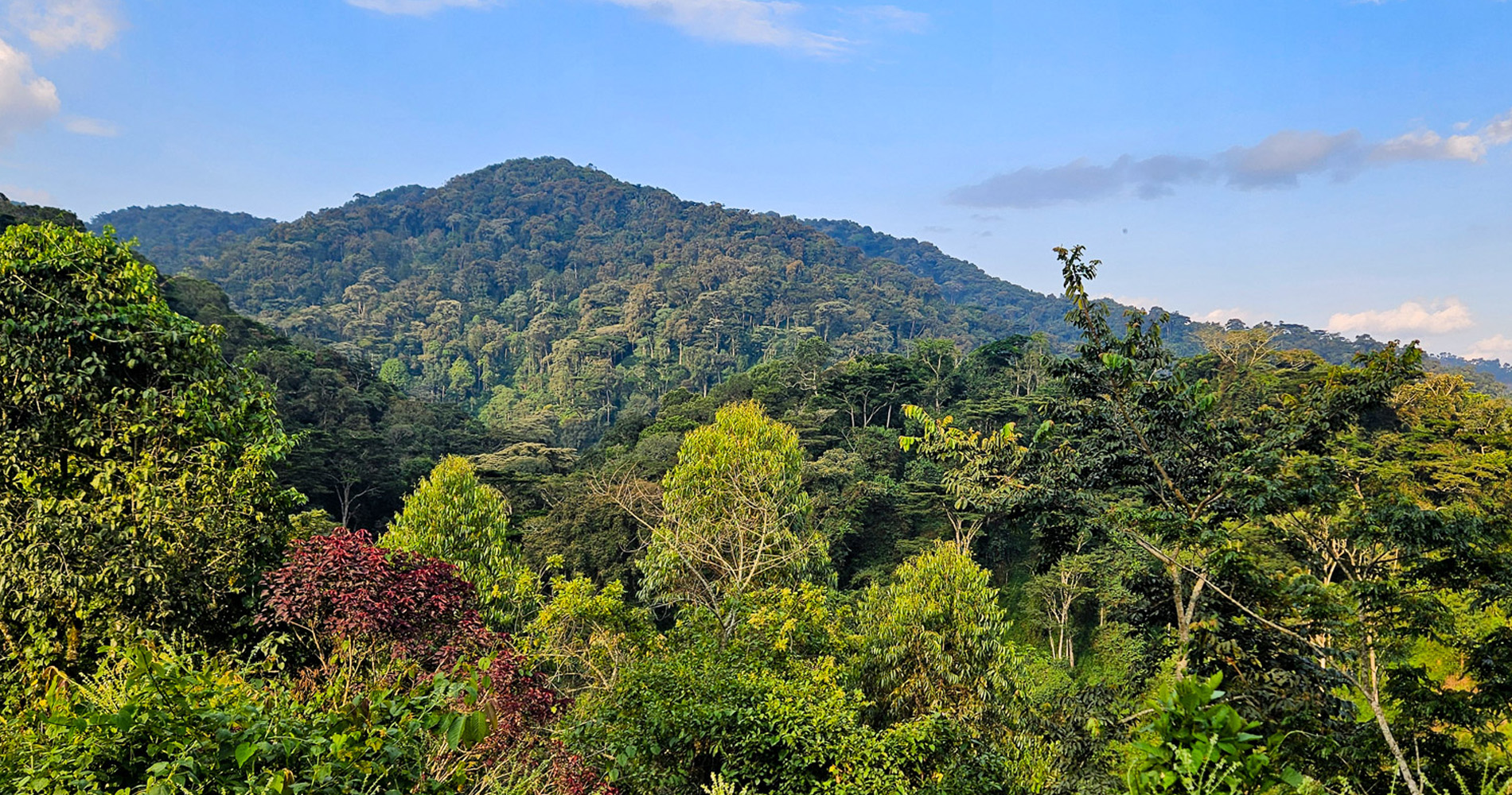 Forêt de Bwindi, Ouganda