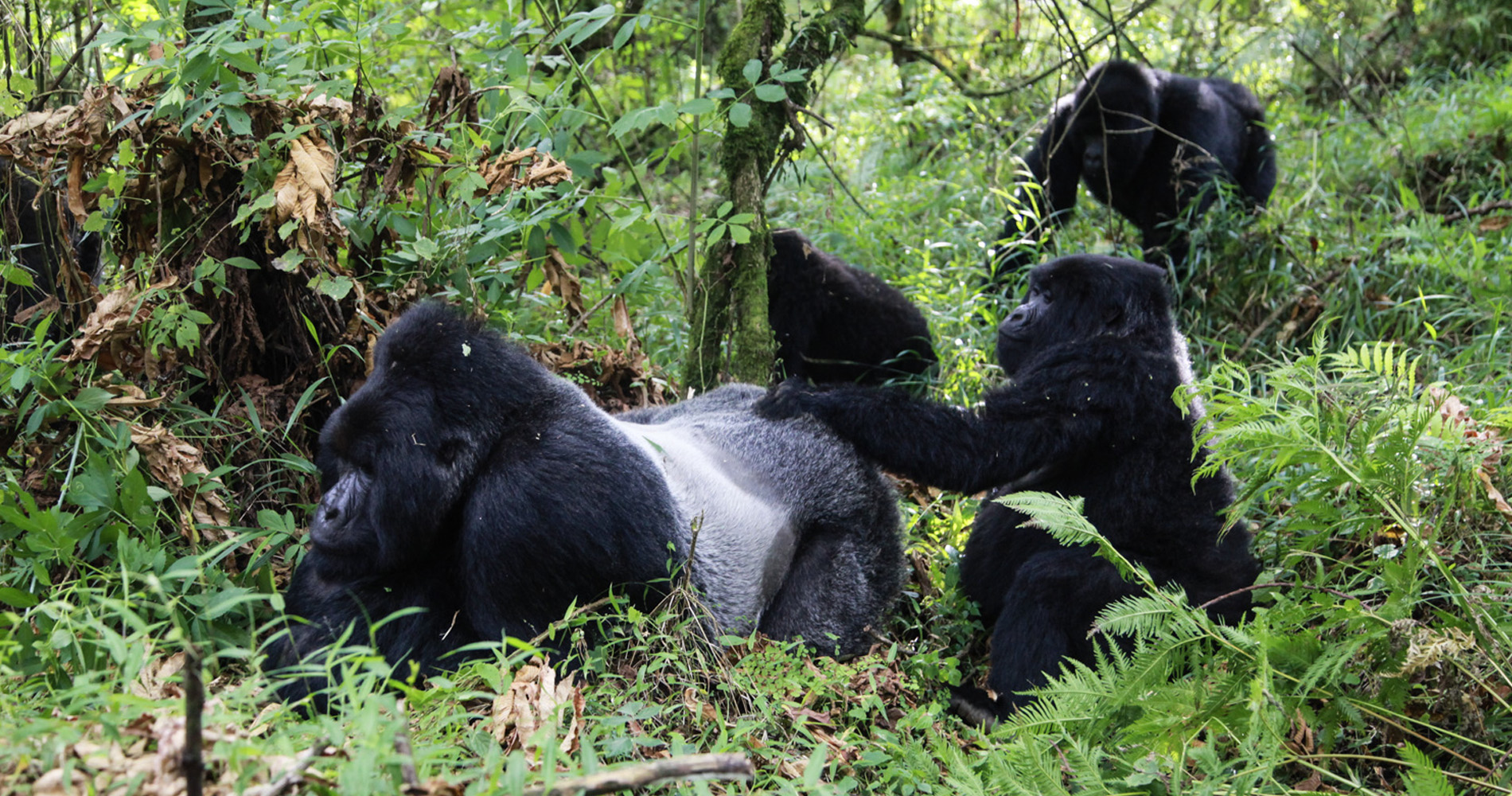 Gorilles de montagne, Parc national des Volcans - Rwanda
