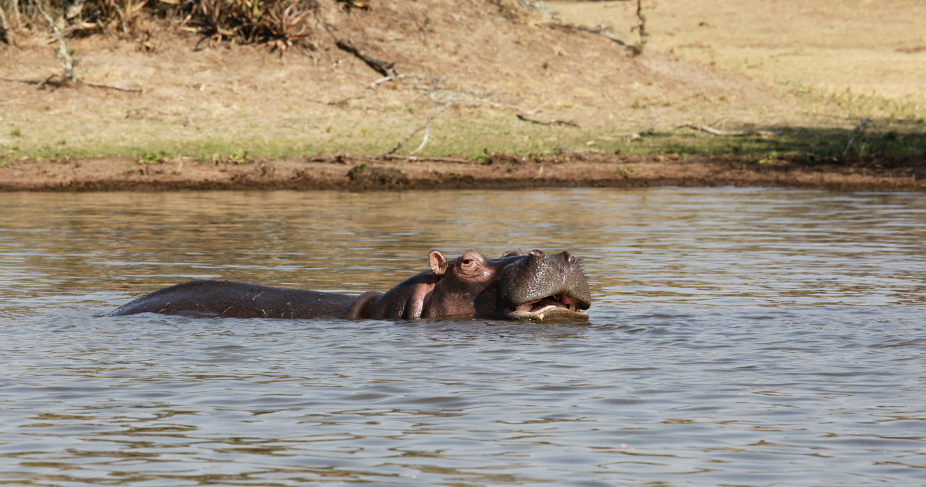 Hippopotame dans le lac Ihema, Parc national de l'Akagera - Rwanda