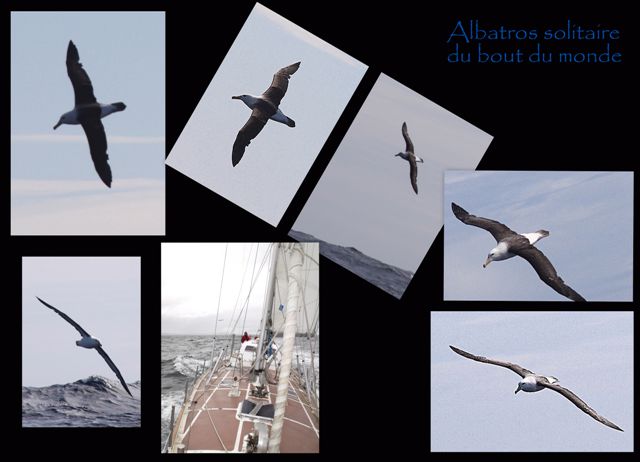 albatros au bout du monde
