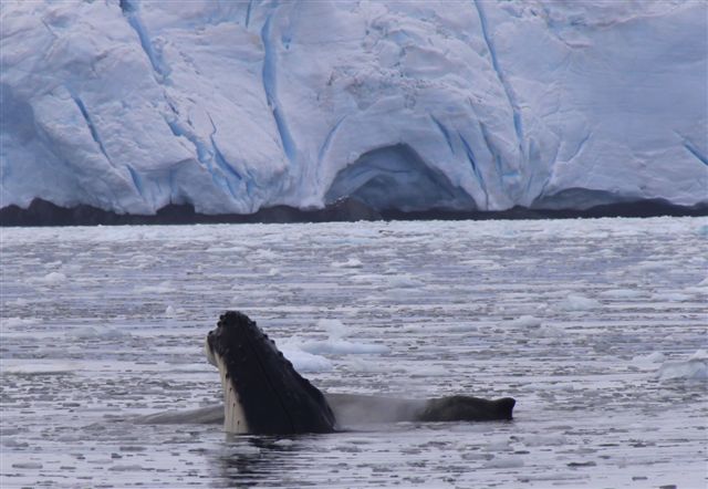 baleine à bosse