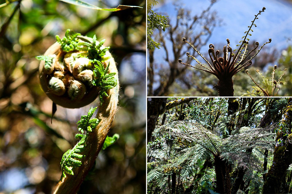 bolivie-jungle-3