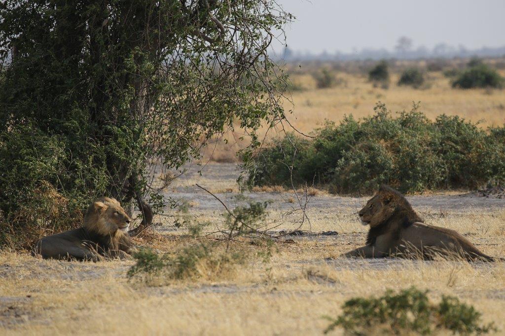 Deux lions, dont un patriarche