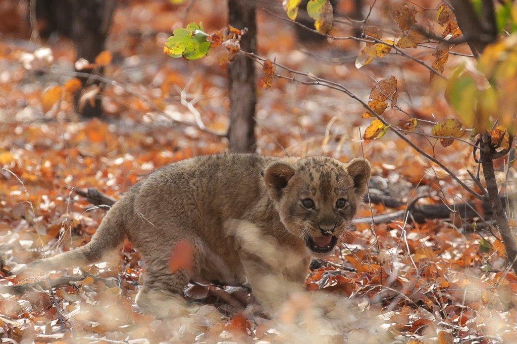 Chobe-3