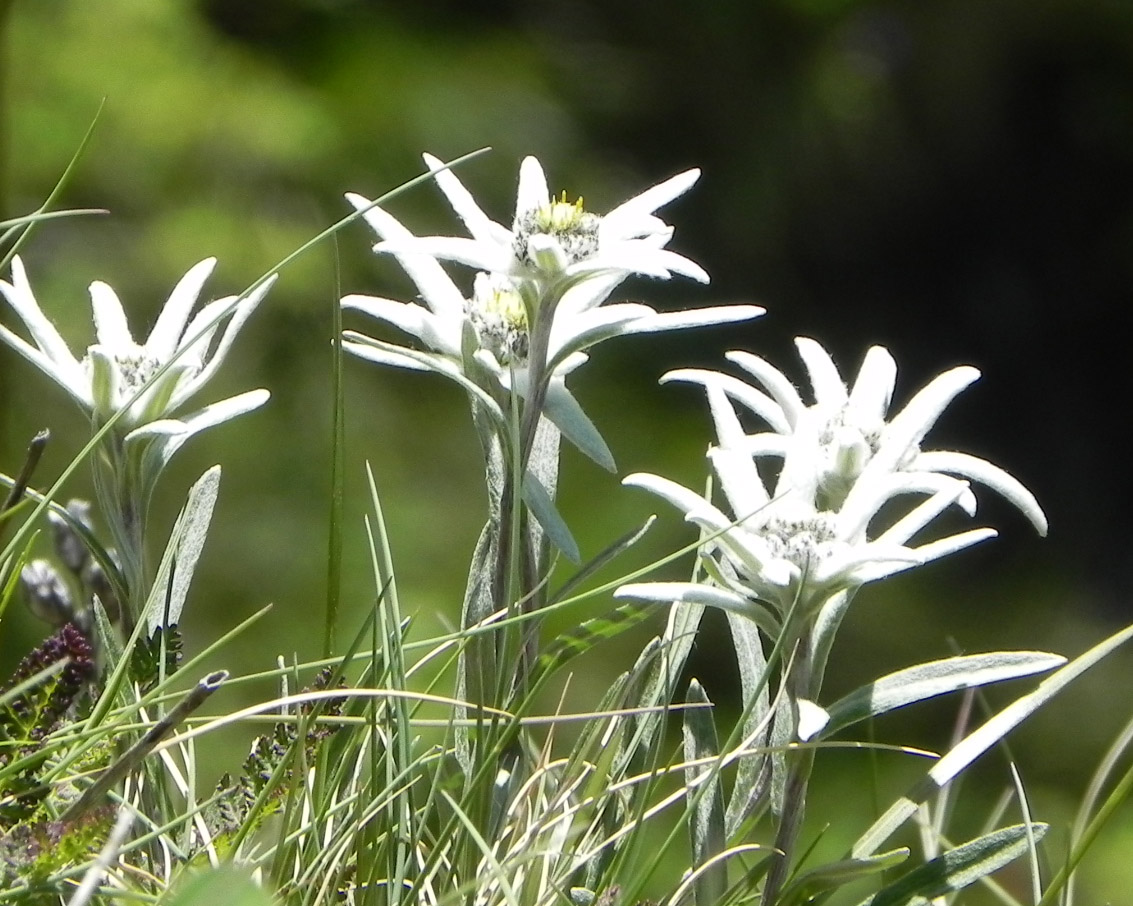 Cirque du Génépy Edelweiss 21-06-2011