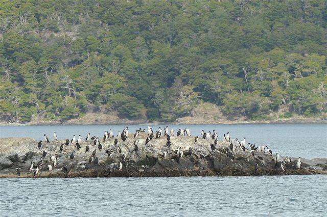 Cormorans