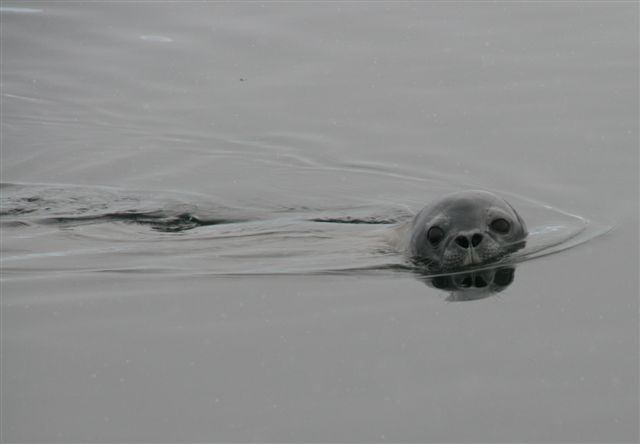 crabier dans l'eau