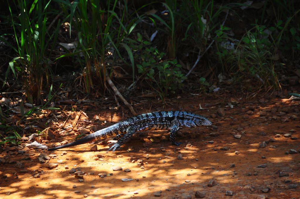 Lézard cého