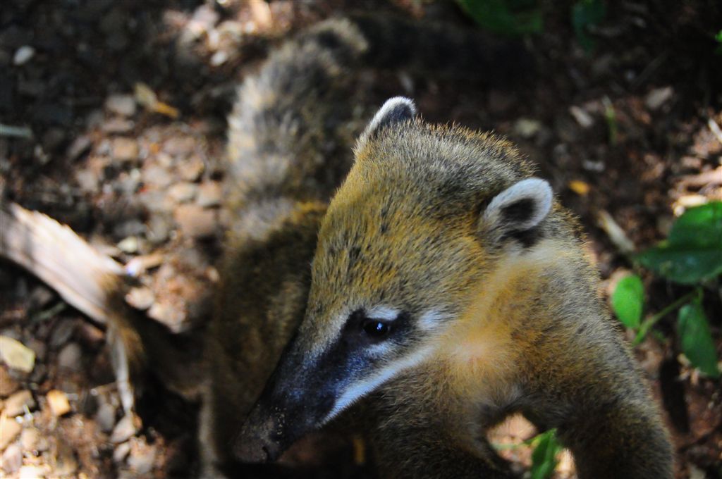 L'un des animaux emblématiques du parc : le coatis