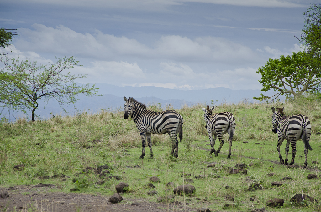 Zèbres de Burchell, Parc national de Nechisar