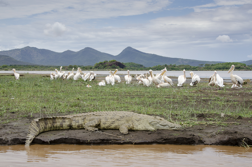 Rencontre sur le lac Chamo