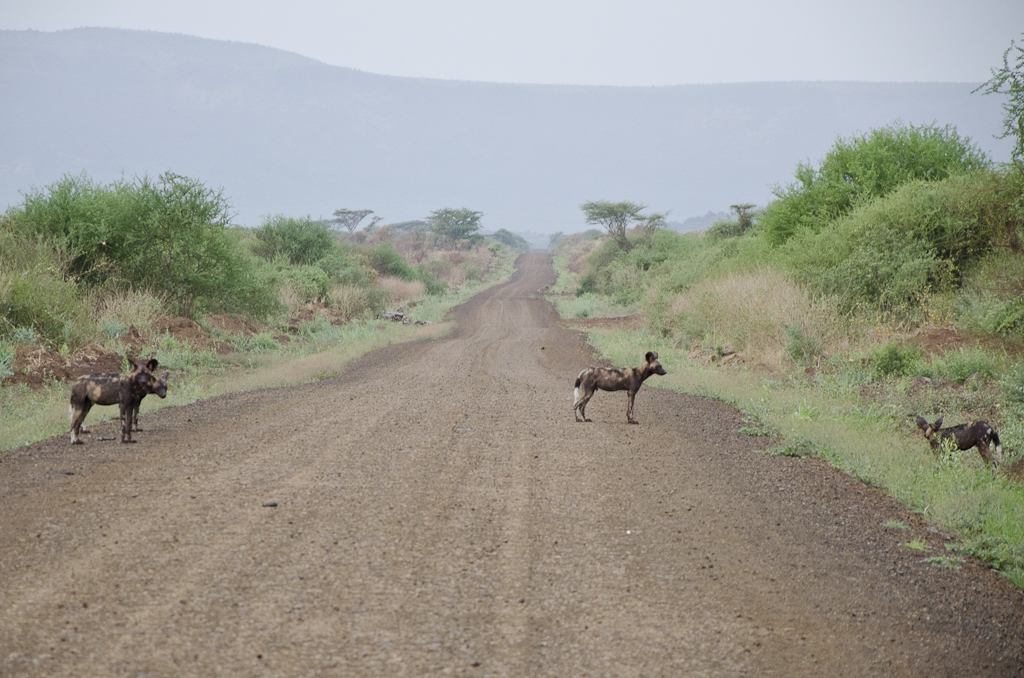 Lycaon (ou chien africain) à l'entrée du Parc national de Mago