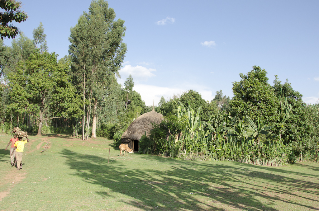 Village sidama, région de Yergalem