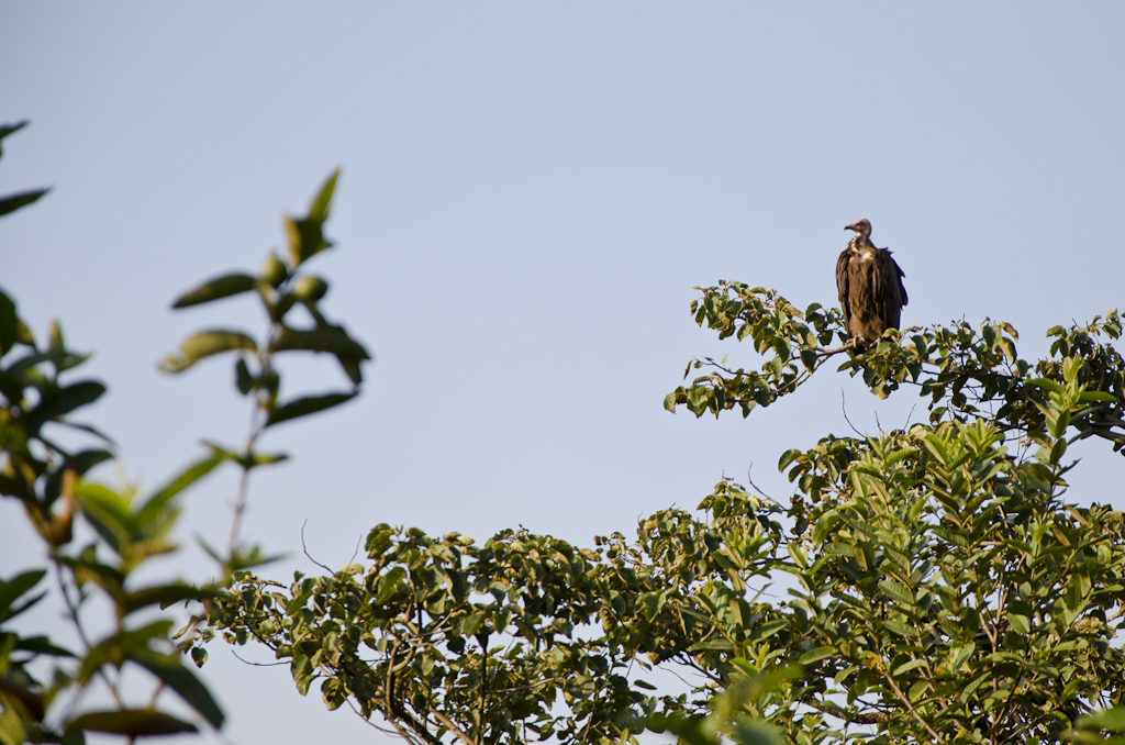 Vautour à proximité du lodge