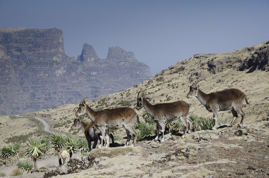 Rencontre avec les ibex walia (ou bouquetins d'Ethiopie)