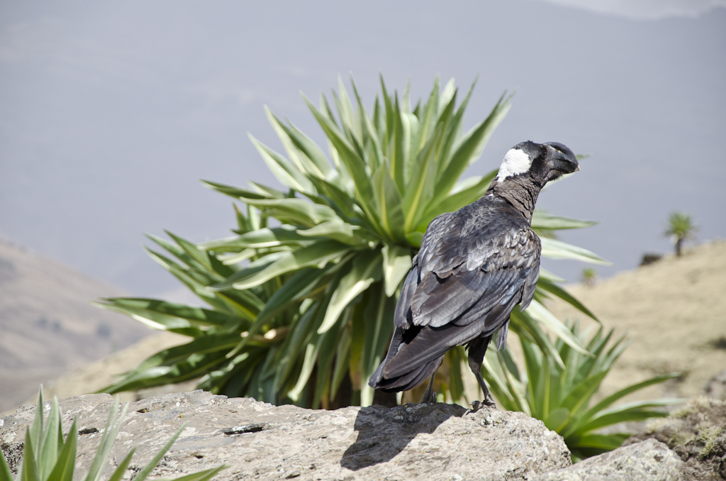 Le corbeau corbivau, espèce endémique