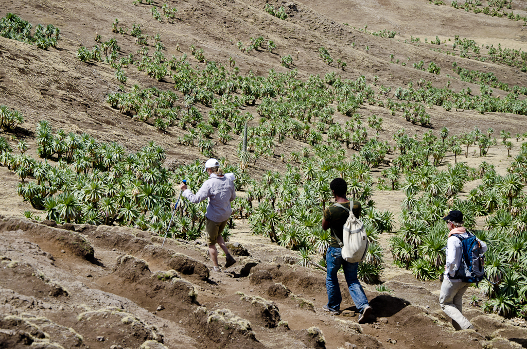 Descente à travers les lobélies géantes