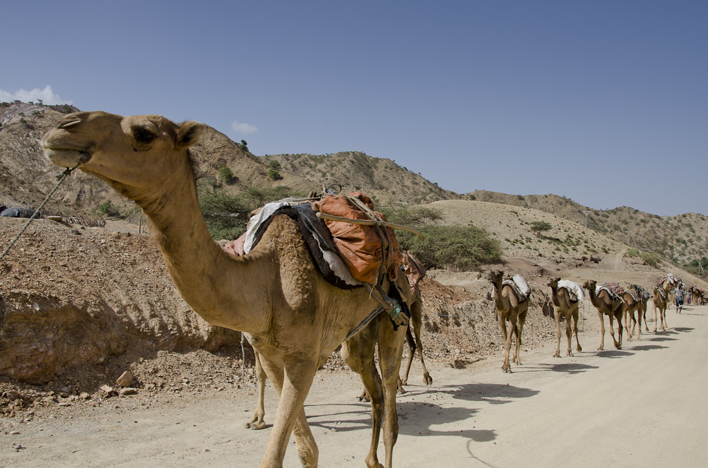 Caravane de sel sur la route du Dallol