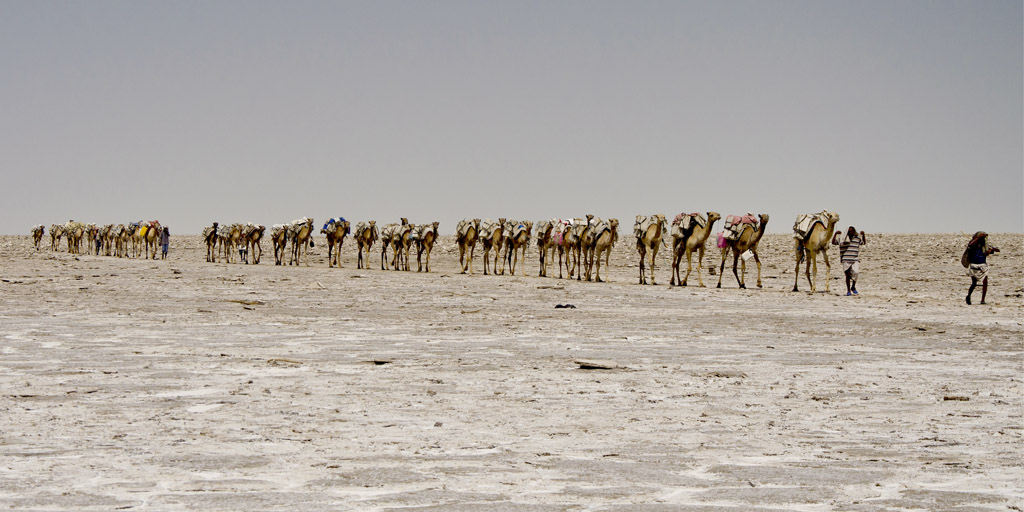 Caravanes de sel au Dallol