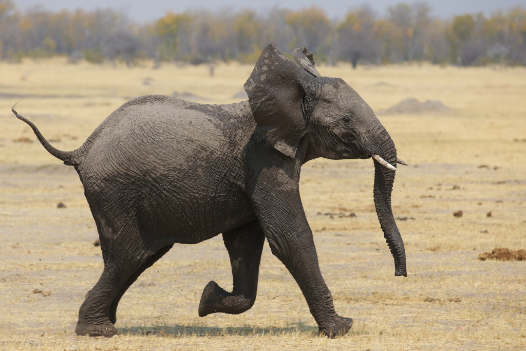 Un jeune éléphant en pleine course