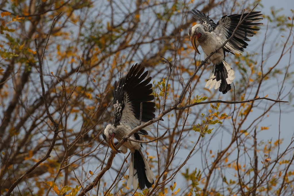 Hornbill, calaos à bec jaune en français...