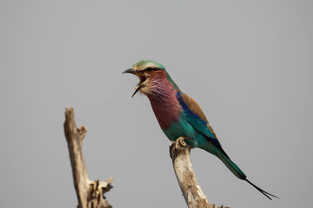 Rollier, un oiseau au plumage exceptionnel