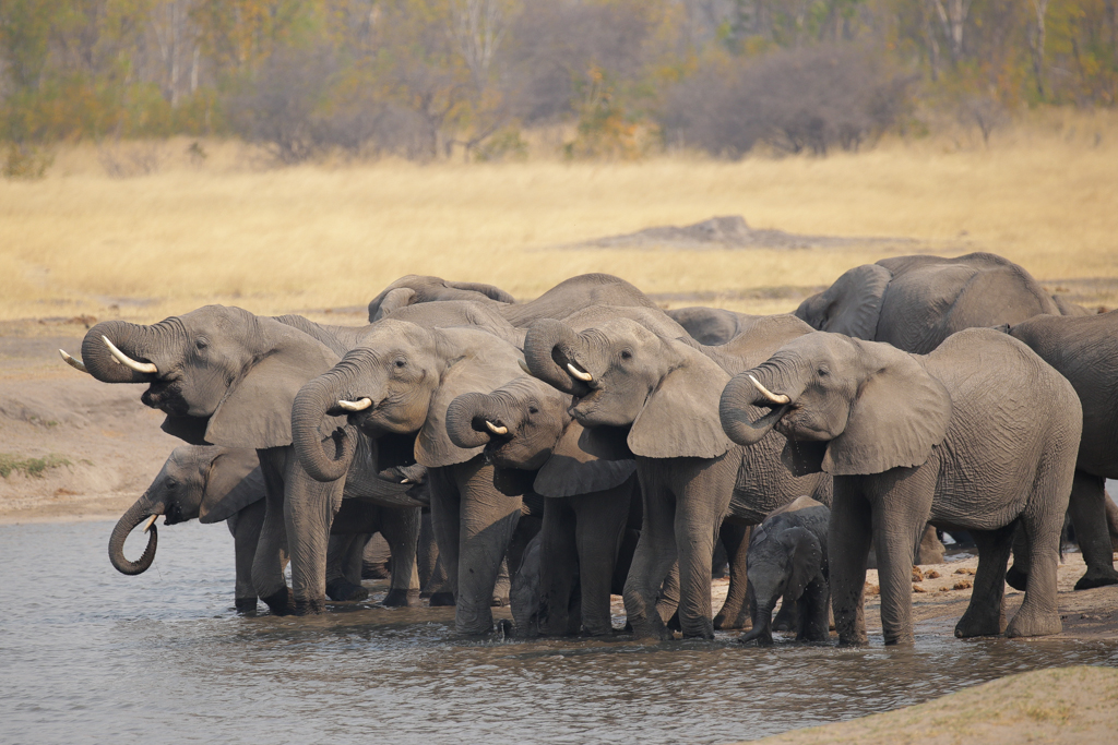 Les éléphants boivent ...