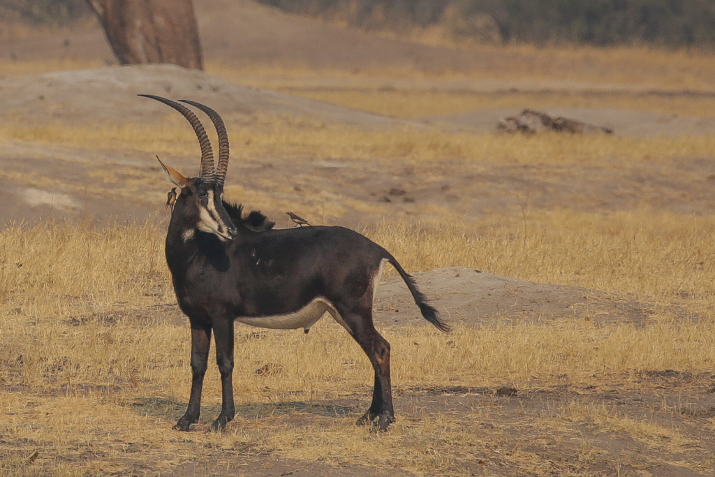 Une antilope cheval