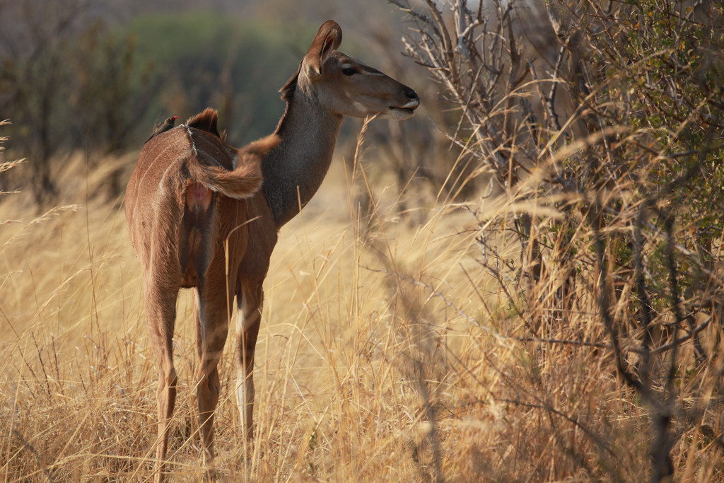 Kudu aux aguets