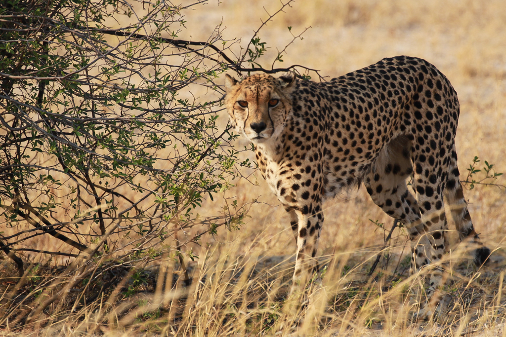 Guépard, l'animal de plus rapide d'Afrique